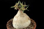 Euphorbia trichadenia H Cm. 11 D. 10 €  44,00